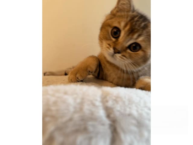 British Shorthair · Skövde · SE*Britessa
