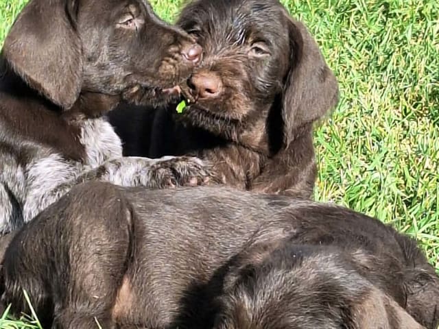 Ruhåret hønsehund · Tinglev · Kennel Schweisshunden