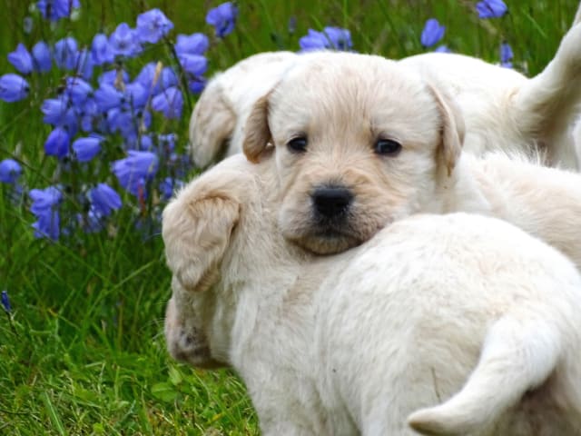 Labradoodle · överkalix · Humlehjarta