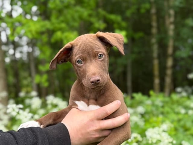 Xoloitzcuintle