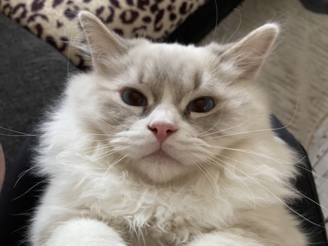Ragdoll