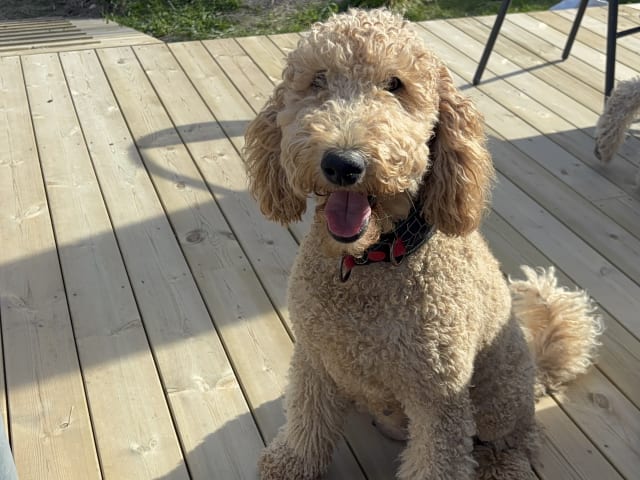 Goldendoodle