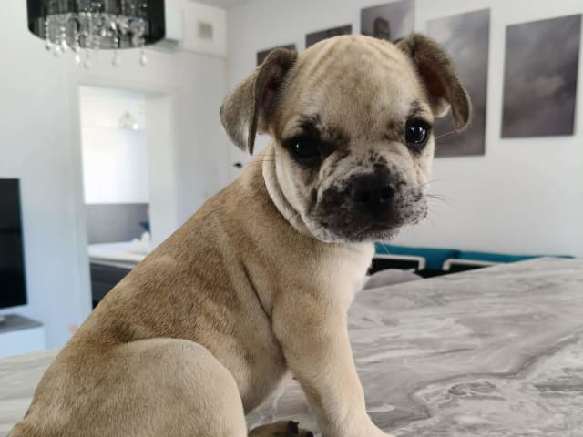 Fransk bulldogg · Lilla Edet · Suzana K.