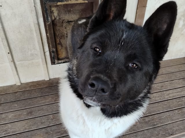 American Akita