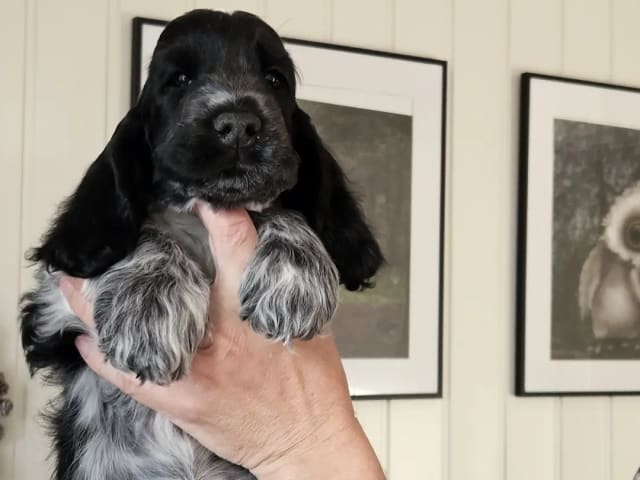 Cocker spaniel · Svarstad · Elin Hallerud Borgersen