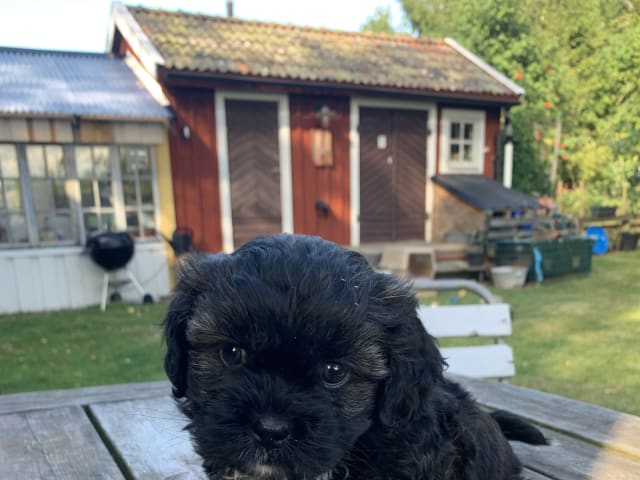 Shipoo/Pekingese · Larv · Yvonne H.