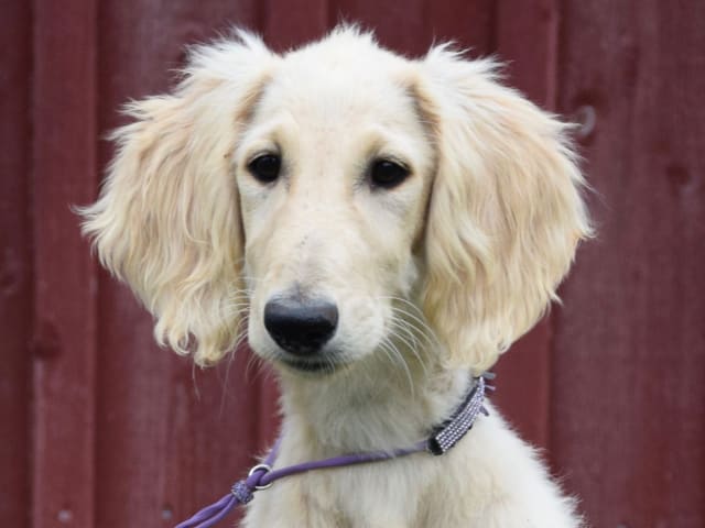 Saluki