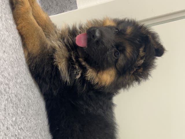 Schæferhund · Slagelse · Rapi