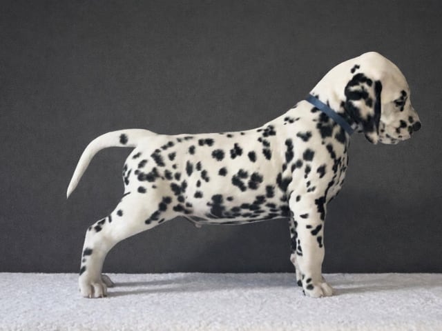 Dalmatian