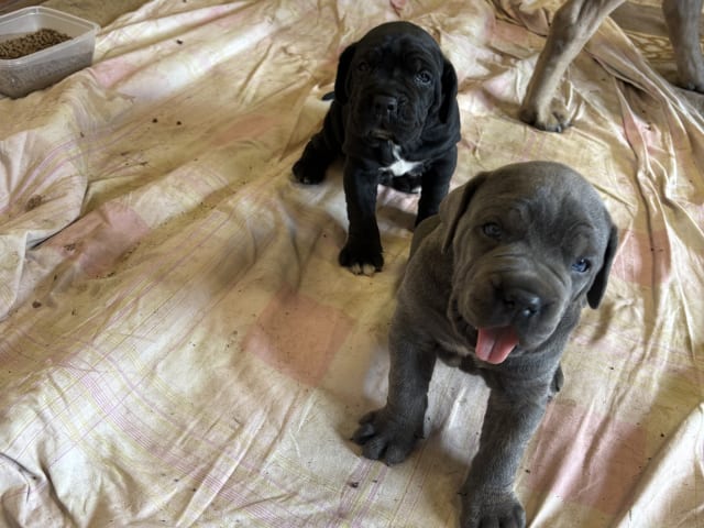 Cane Corso
