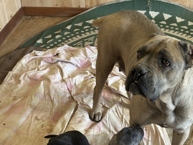 Cane Corso · Västerås · Danar M.