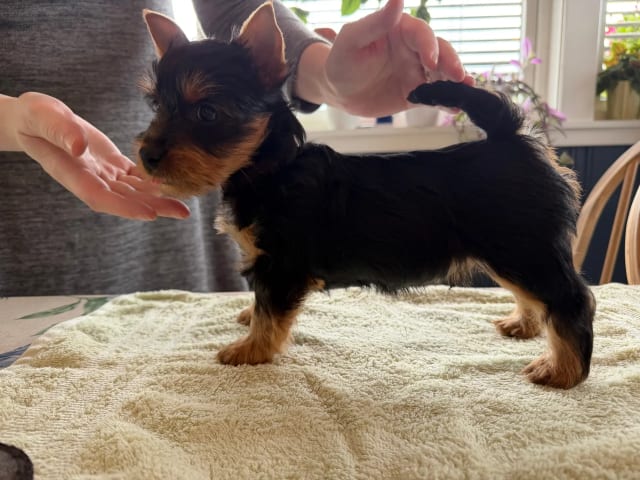 Silky terrier · Tynset · Kennel Showsilk