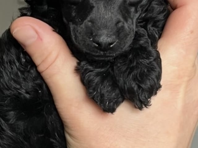 Toy Poodle