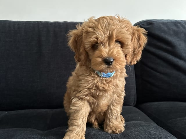 Cockerpoo