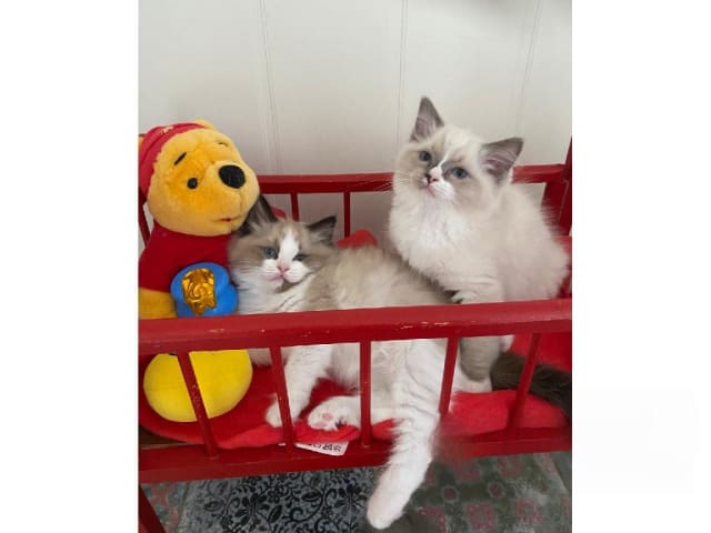 Ragdoll · Svalöv · SE*Lovella’s
