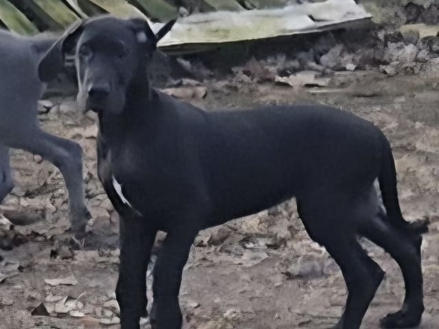 Great Dane (Grand danois)