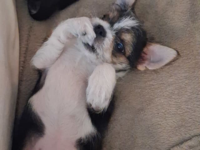 Yorkie malteser shi tzu og chih blanding · Hønefoss · Linda Regine Hauge S.