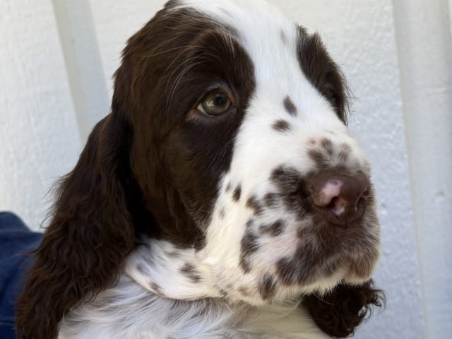 English Springer Spaniel
