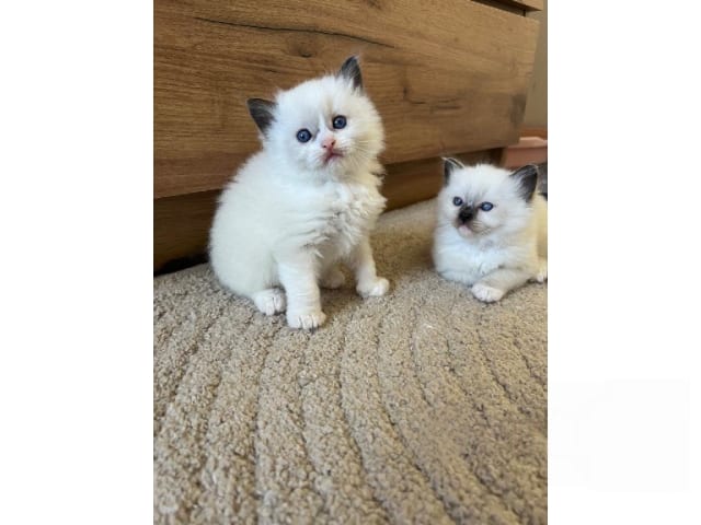 Ragdoll · Trollhättan · SE*Sapphire Blue Eyes