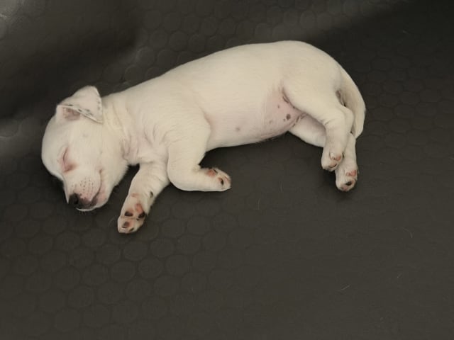 Jack Russell Terrier · åstorp · Dzenita R.