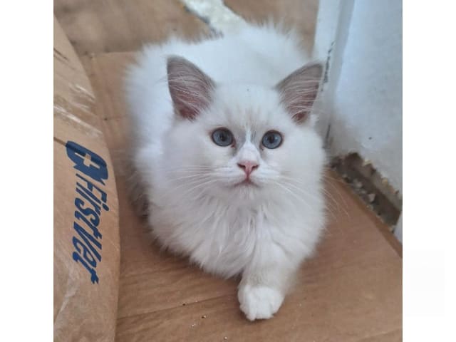 Ragdoll · Anderslöv · S*Earth Angel's