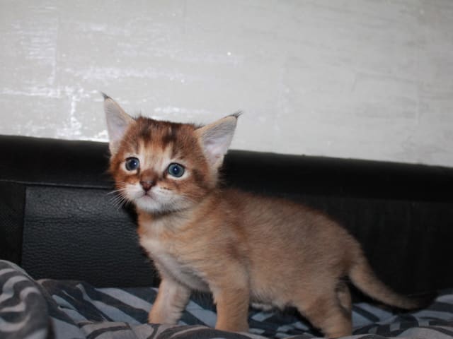 Exotic Shorthair