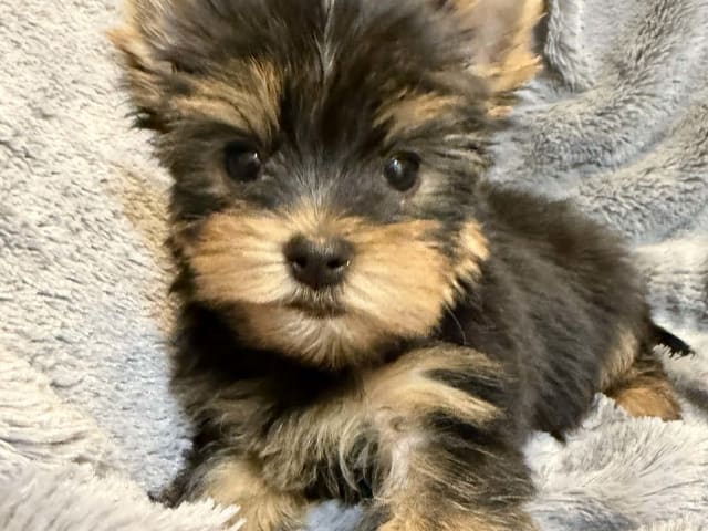 Yorkshire Terrier