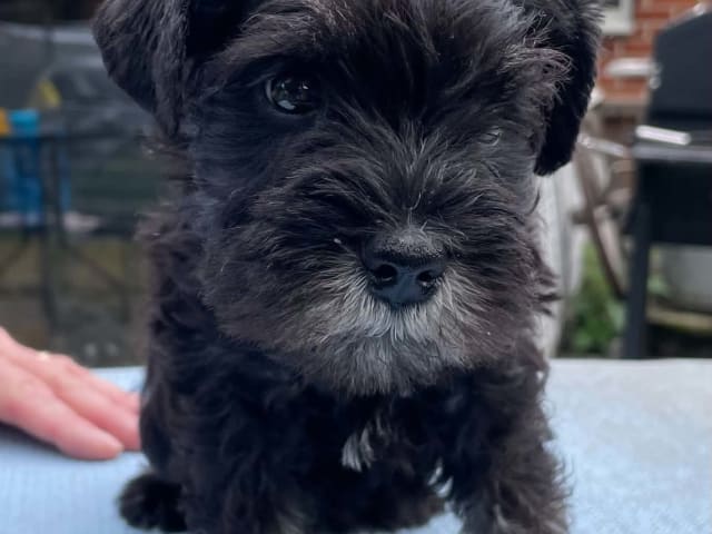 Miniature Schnauzer · Höör · Bonderhaus