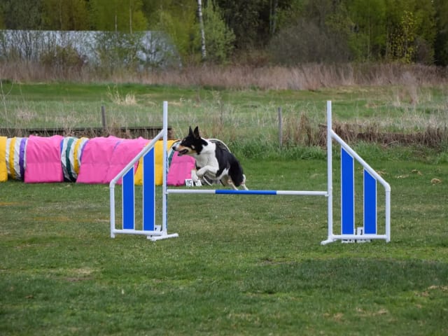 Border Collie · Sokna · Stine Färber