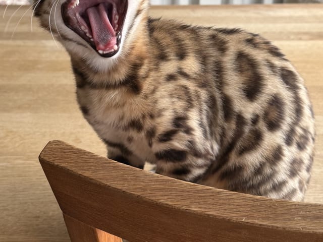 Bengal