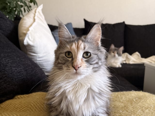 Maine Coon · Bjursås · Estelle W.