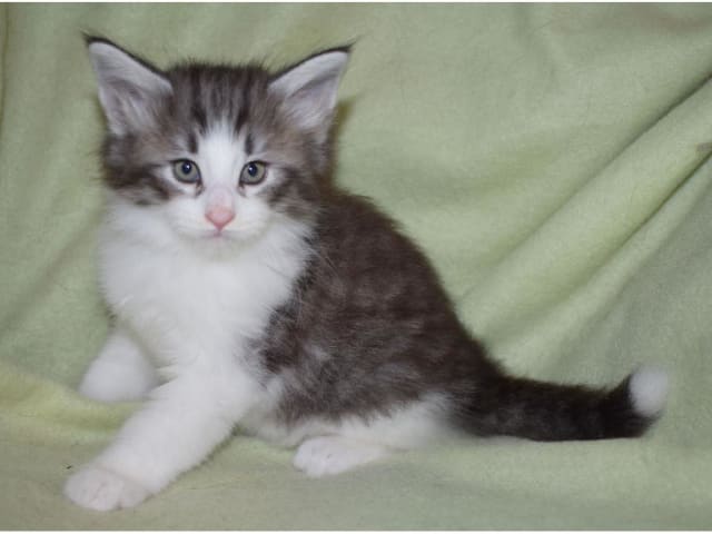 Norwegian Forest · Edsvalla · S*Pysida's