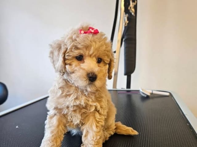 Miniature Poodle