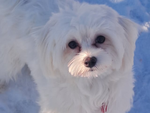 Maltese · Torshälla · Emelie R.