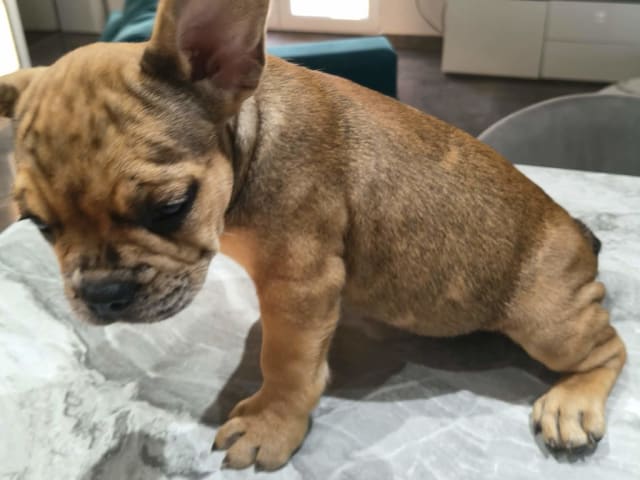 Fransk bulldogg · Lilla Edet · Suzana K.