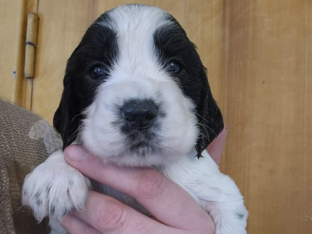 English Springer Spaniel