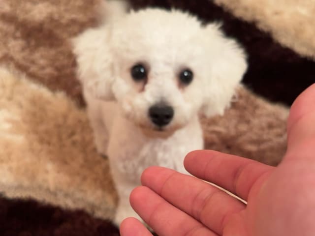 Bichon Frise
