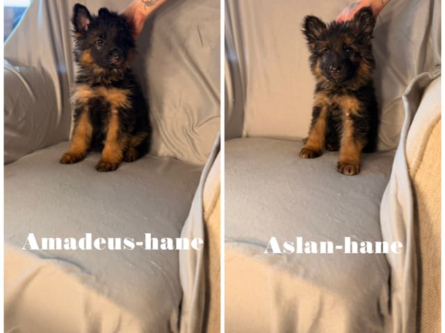 German Shepherd Dog