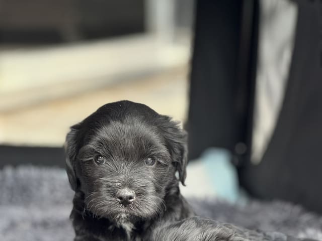 Tibetan Terrier