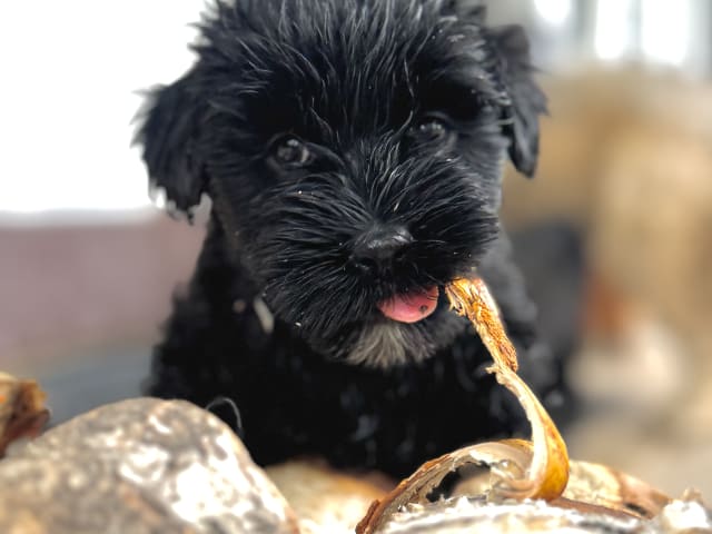 Tibetan Terrier