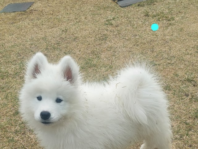 Samoyed