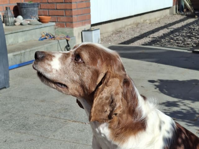 Welsh Springer Spaniel