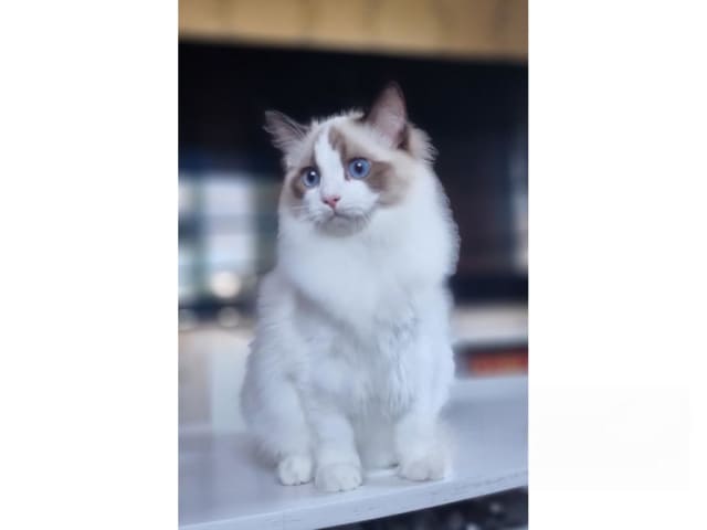 Ragdoll · Väse · SE*Wernigerodes