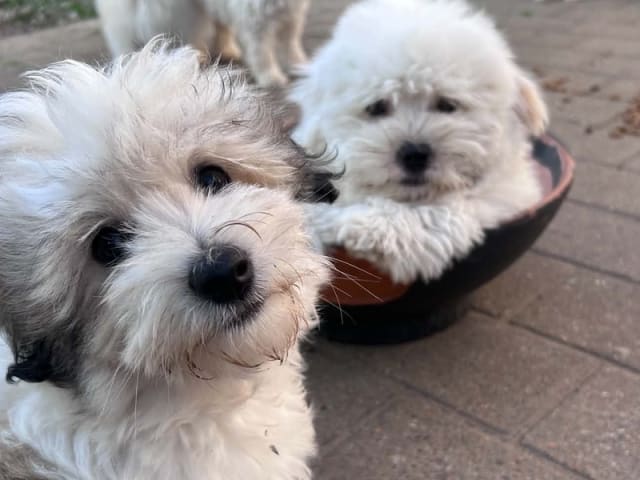 Coton de Tulear