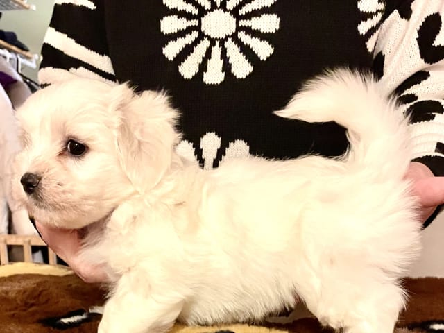 Coton de Tulear