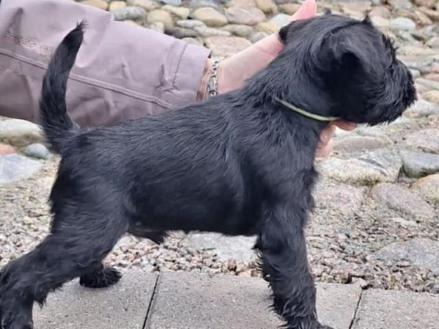 Dvärgschnauzer