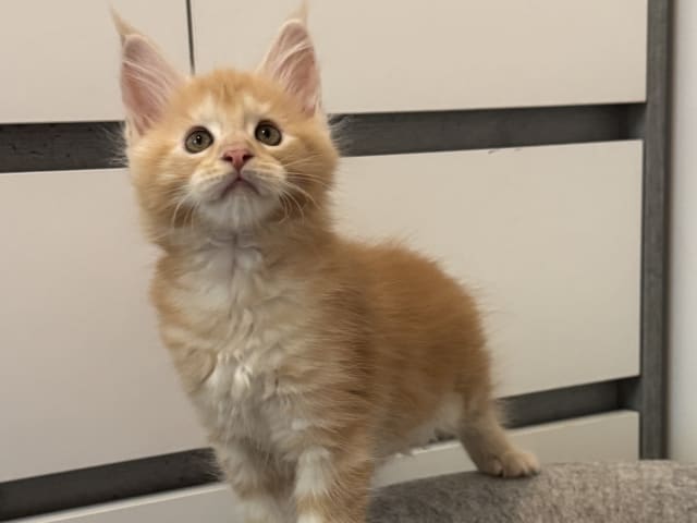 Maine Coon · Motala · SE*Power Tail’s