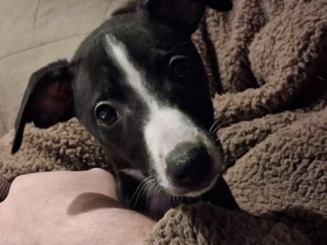 Whippet