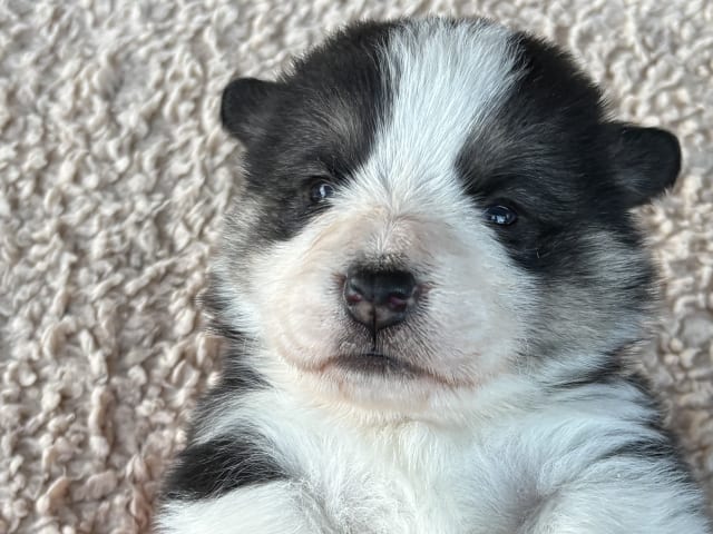 Welsh Corgi Pembroke