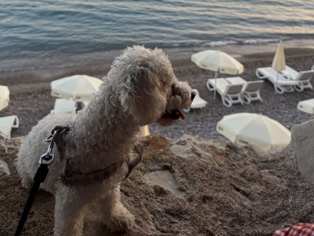 Bichon Frise